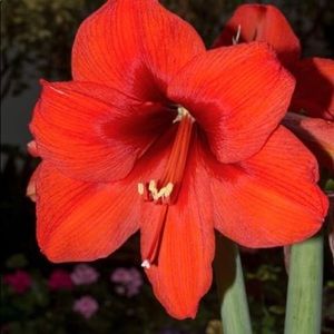 Meet your Posher, Rosa